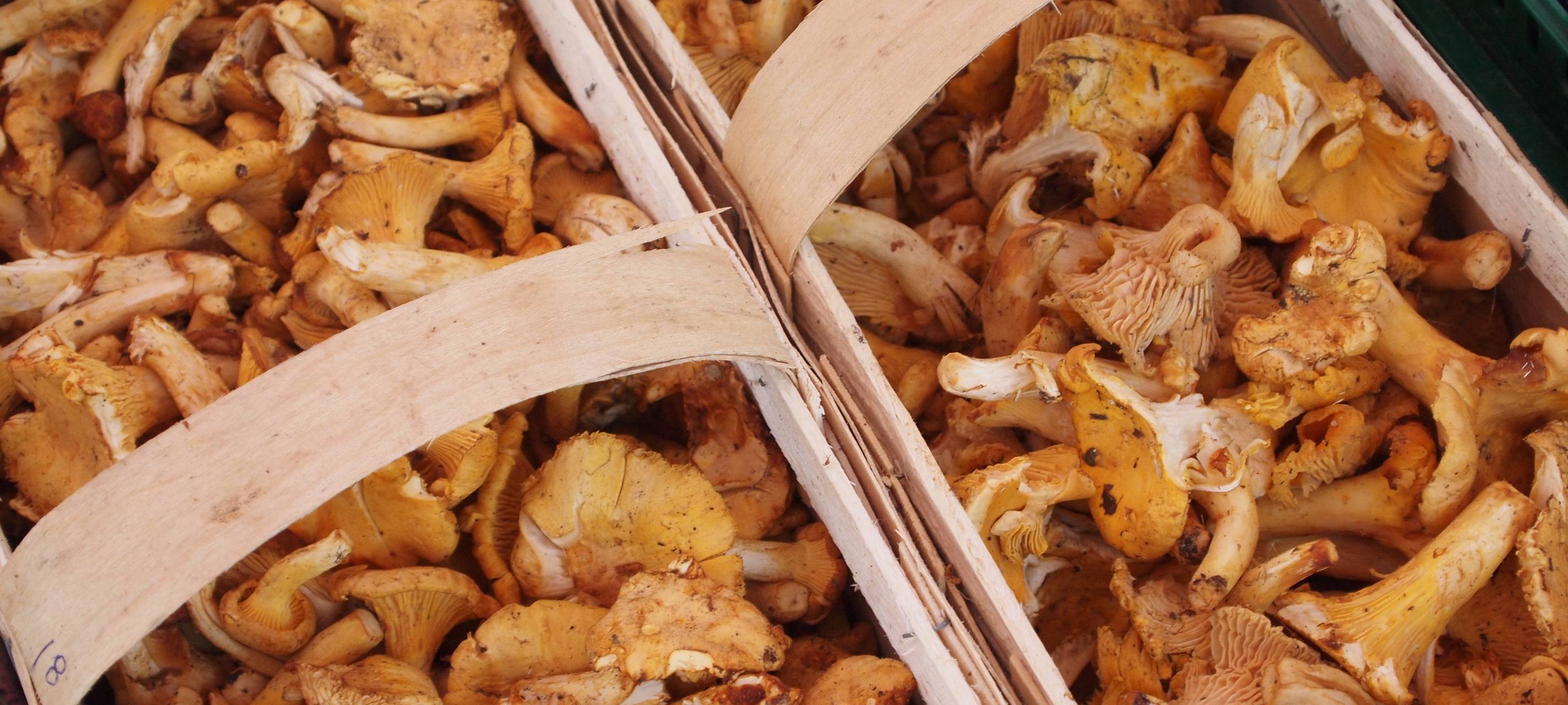 Worauf man bei Pilzen achten sollte